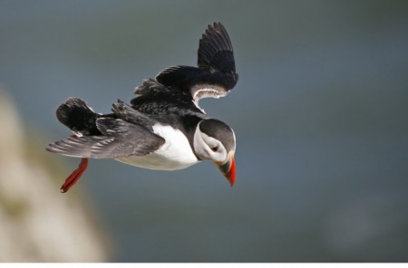 Puffin